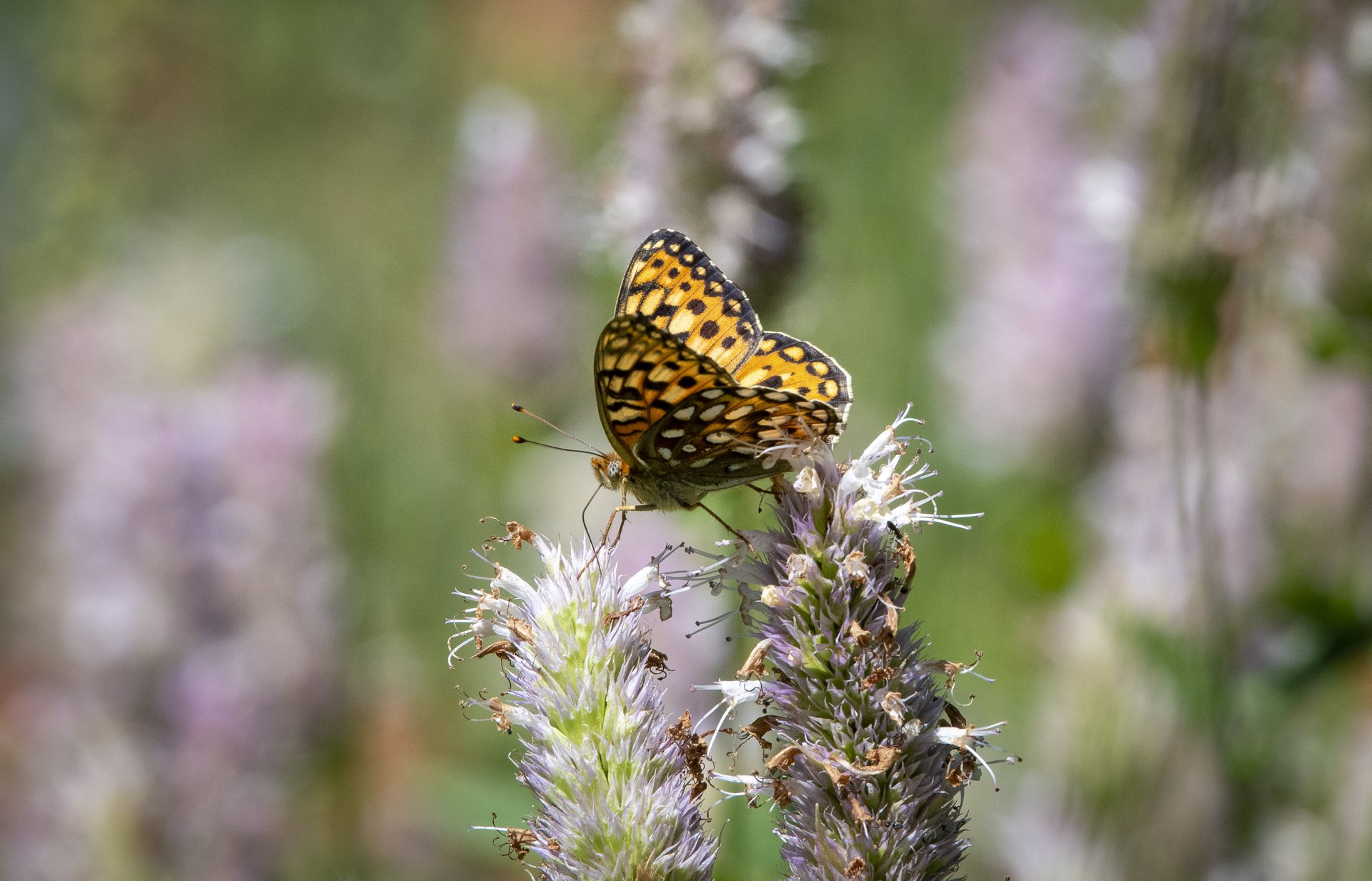 Mormon Fritillary